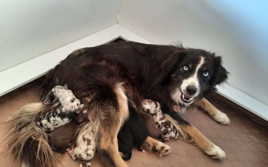 8 pups of all colours