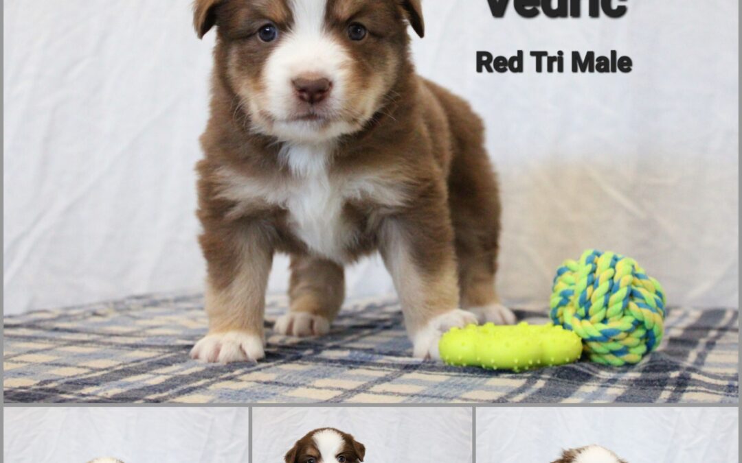 The Wayfinders Litter – Pups Available