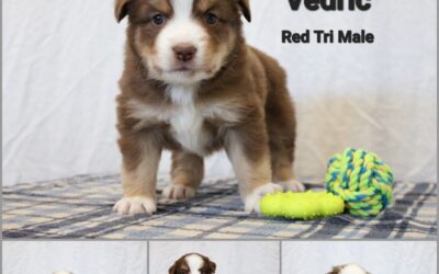 The Wayfinders Litter – All Spoken for