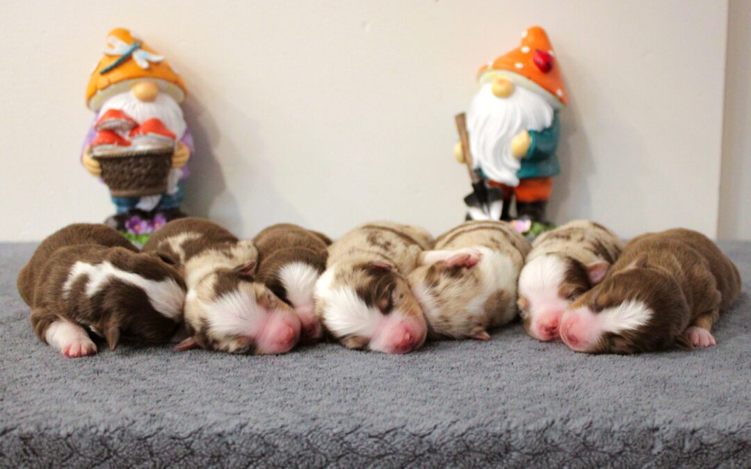 The Wayfinders Litter