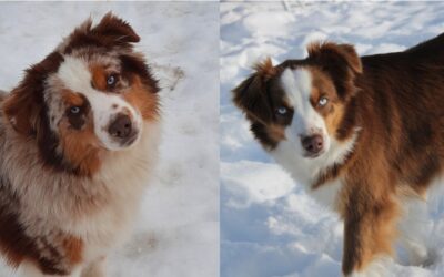 Spring 2026 Litter – Opal x Dusty