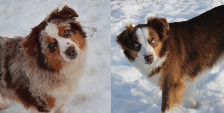 Spring 2026 Litter – Opal x Dusty