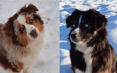 Spring 2026 Litter – Rosie x Dusty