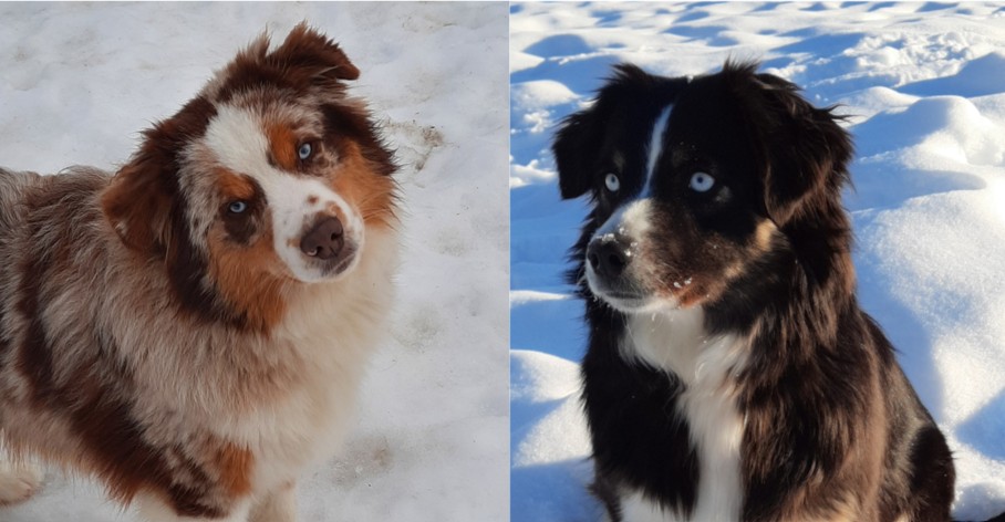 Spring 2026 Litter – Rosie x Dusty