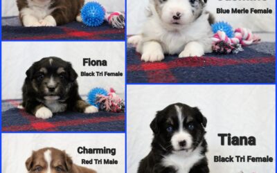 Royal Litter – All Spoken For