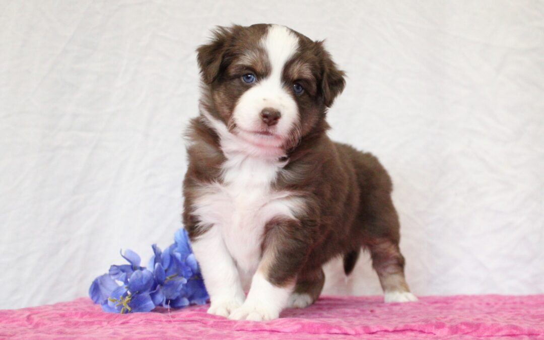 Royal Litter – All Spoken For