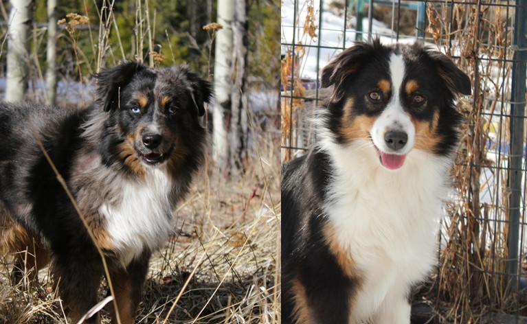 Celeste X Denali – Middle of April Litter